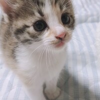 にこちゃん