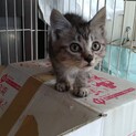 2匹とも里親決定しました