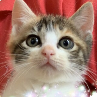 正式譲渡♥️地域猫レスキュー♥あかり
