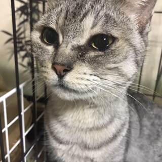 【大至急】お腹を出してくれる「キキちゃん」