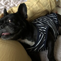 最近のお気に入り