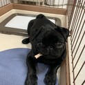 ヤンチャだけど小心者の黒パグです