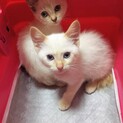 シャム風の兄妹、2匹一緒で！