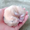 はむはむはむはー