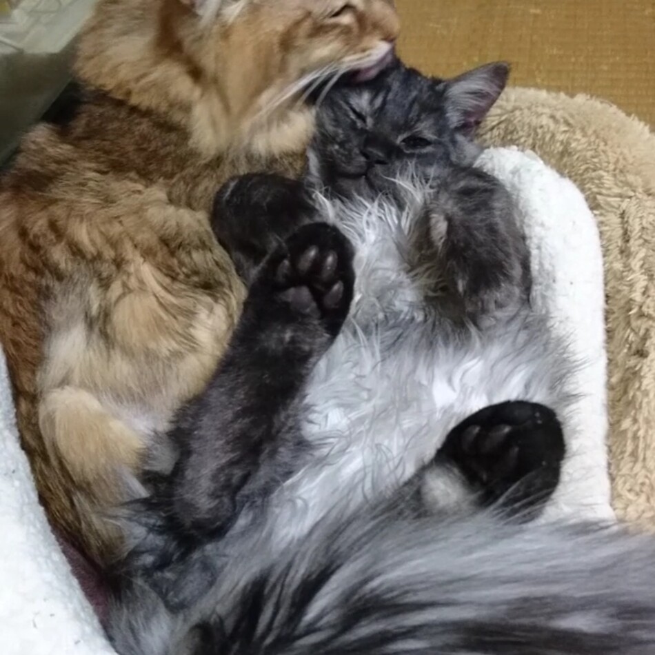 虎次郎のカバー写真