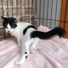 6/28西千葉☆白黒３兄妹紅一点！「レイ」 サムネイル3