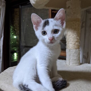 仕草が可愛い！女の子