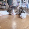 の写真