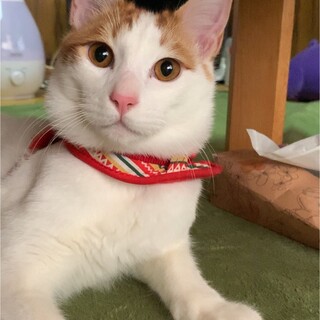 茶白のイケメン君