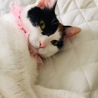 募集は一時停止致します