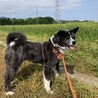 近所の畑を散歩中