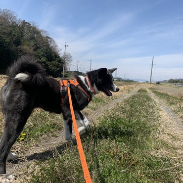 田んぼの溝に何故かワクワクするようです