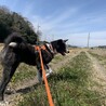 田んぼの溝に何故かワクワクするようです