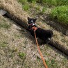 田んぼの溝にワクワクして、入っちゃいます。