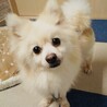 人間大好き甘えっこポメ可愛いももちゃん家族募集中 サムネイル2