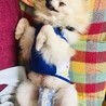 人間大好き甘えっこポメ可愛いももちゃん家族募集中 サムネイル3