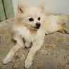 人間大好き甘えっこポメ可愛いももちゃん家族募集中 サムネイル4