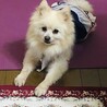 人間大好き甘えっこポメ可愛いももちゃん家族募集中 サムネイル5