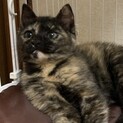 可愛い錆ちゃんです♪♪