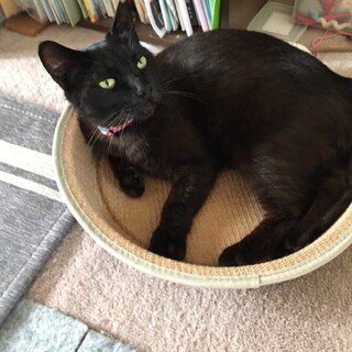 人懐こいノアちゃんの家族探し