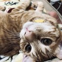 *再会しました　茶トラ　成猫　1歳3カ月
