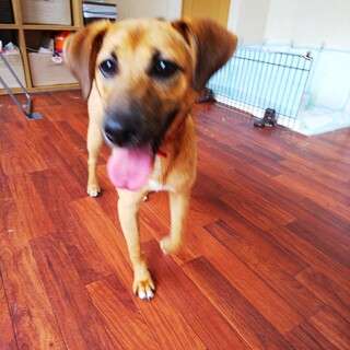 保護した犬が９匹の仔犬を産みました。ランです♡