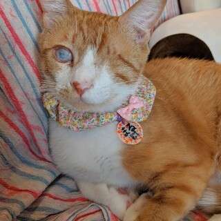 盲目の探検家「まる」！