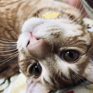 再開しました　茶トラ　1歳3カ月