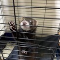 マーシャルフェレット　生後3ヶ月　男の子