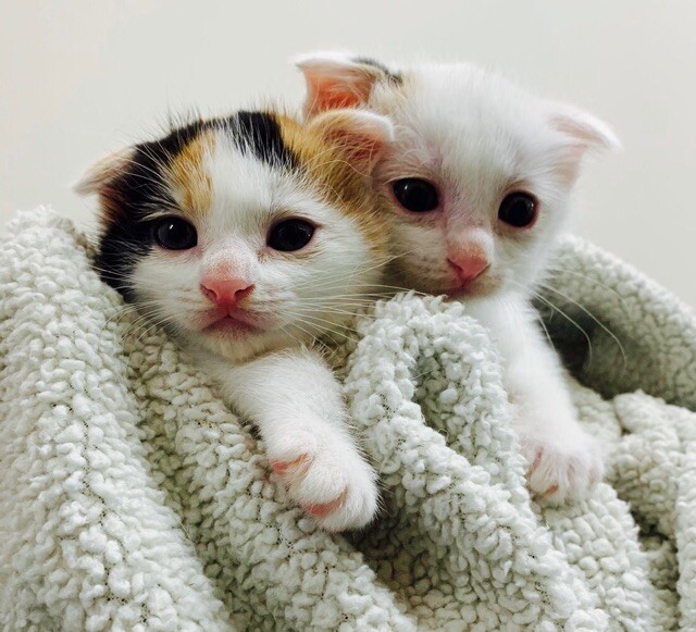 生後1ヶ月☆元気な子猫です♪」東京都 - 猫の里親募集(315378) 1枚目の