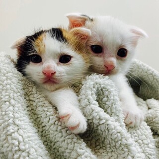 生後1ヶ月☆元気な子猫です♪