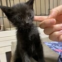 おてんばミランちゃん