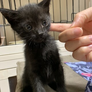 おてんばミランちゃん