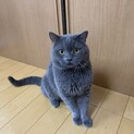 ブリティッシュショートヘア シンジ君(仮)
