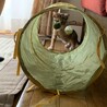 今日から我が家の家族が増えました!