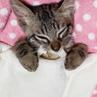 2ヶ月の仔猫 ユキヨちゃん…