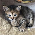 チャメちゃんの里親募集