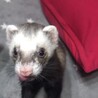 ｓｍｎ