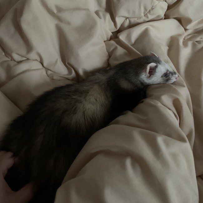 ｓｍｎのカバー写真