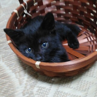 まっくろくろすけ仔猫兄妹改めて募集します。