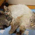 澄んだブルーアイ、甘えん坊の長毛種　シャムミックス