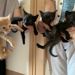 1ヵ月半くらいの可愛い子猫たち