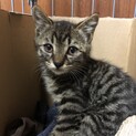 キジトラ子猫の里親様募集です。
