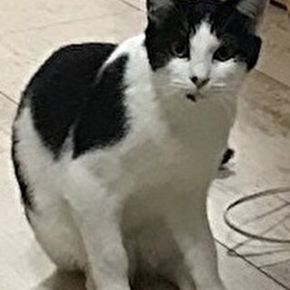 遊び盛りの八割れユニーク男子です♪