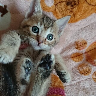生後1ヶ月くらいのバラエティ子にゃんこ　キジトラ