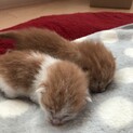 茶トラの赤ちゃんネコ２匹