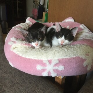 家族に迎えてあげて下さい!ハチワレくん・白黒くん