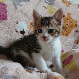 生後1か月くらいのバラエティ子にゃんこ白キジ②