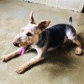 １０歳　ウェルシュテリア