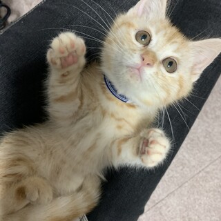 多頭飼育崩壊からのレスキュー